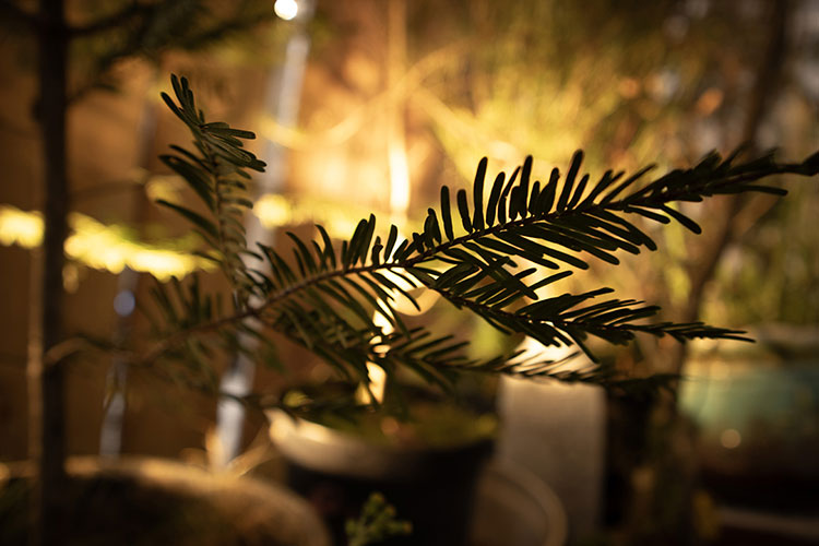 elise_benard_vanite_echafaudage4_web